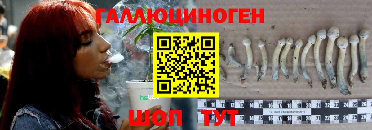 Псилоцибиновые грибы Psilocybine cubensis Тула